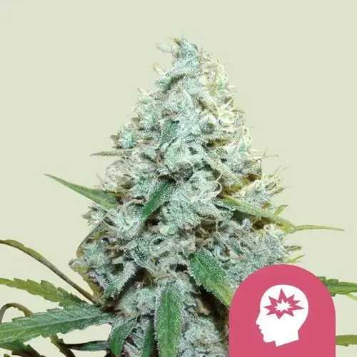 AMG – Amnesia Mac Ganja