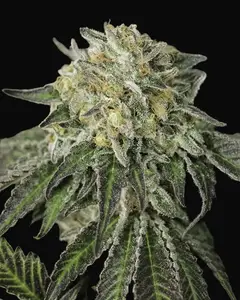 Amherst Sour Diesel