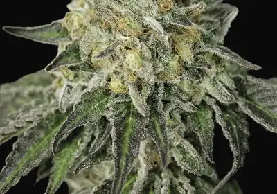 Amherst Sour Diesel