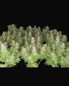 Amnesia 47