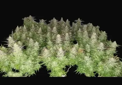 Amnesia 47
