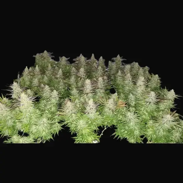 Amnesia 47