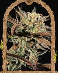 Amnesia 7