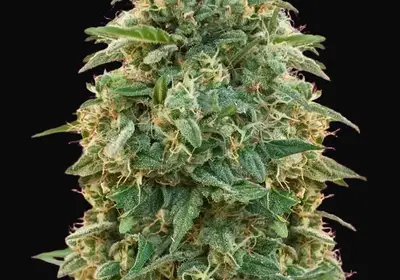 Amnesia