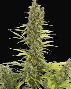 Amnesia Auto CBD