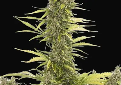 Amnesia Auto CBD