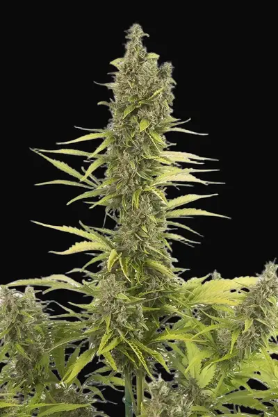 Amnesia Auto CBD