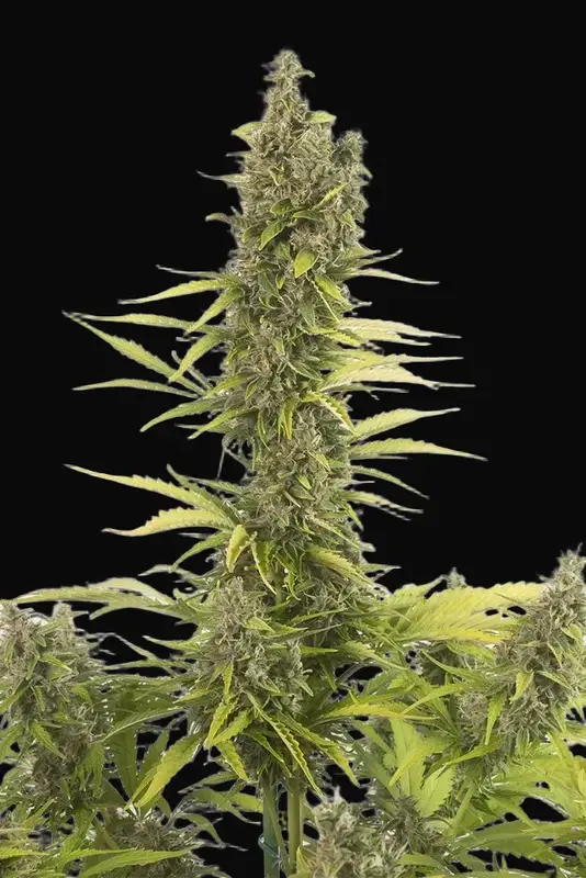 Amnesia Auto CBD