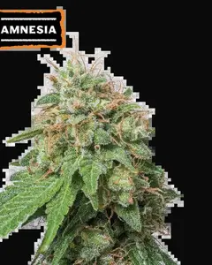 Amnesia Auto