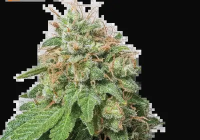 Amnesia Auto