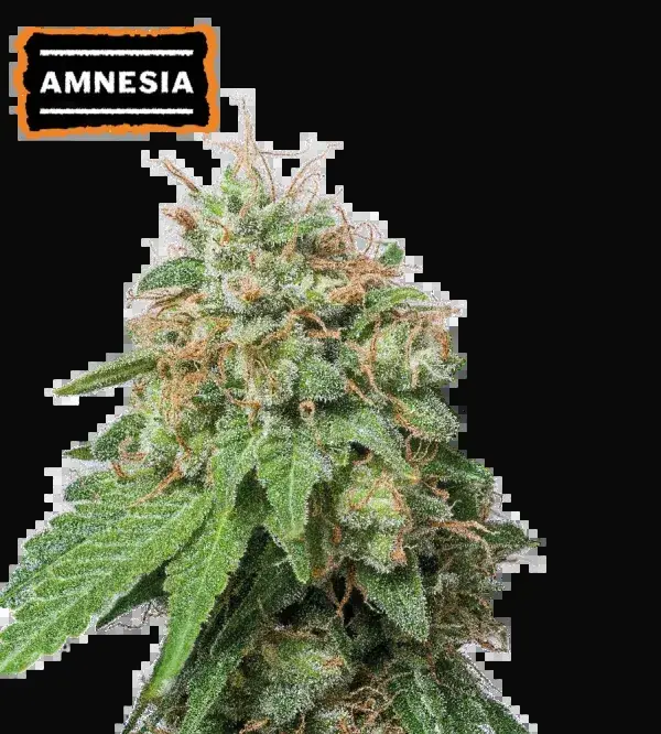 Amnesia Auto
