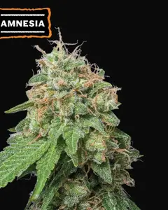 Amnesia Auto
