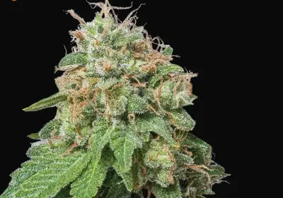 Amnesia Auto