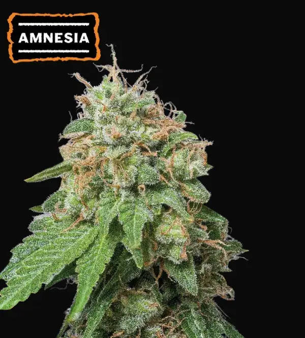 Amnesia Auto