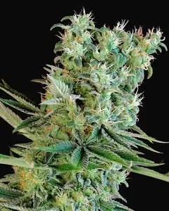 Amnesia Bilbo