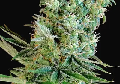 Amnesia Bilbo