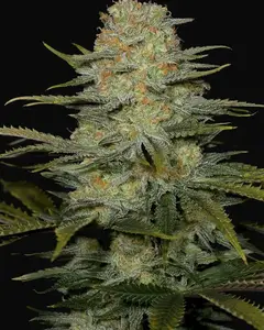 Amnesia CBD