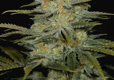 Amnesia CBD