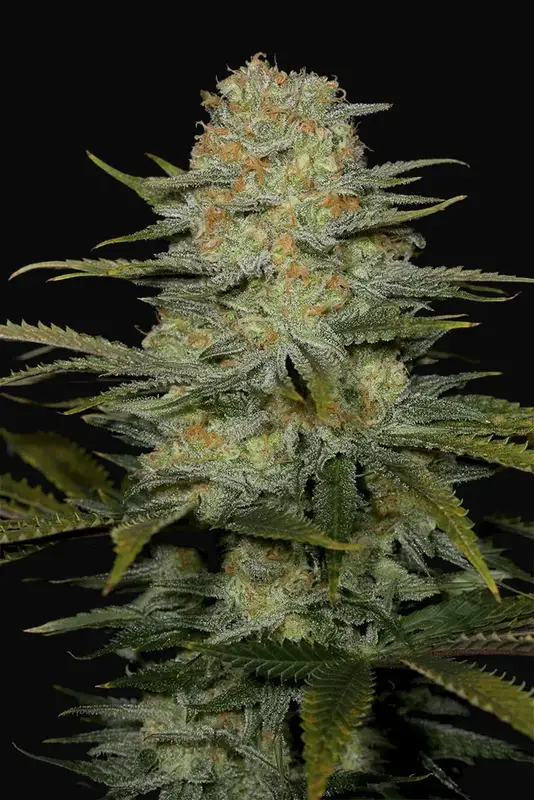 Amnesia CBD