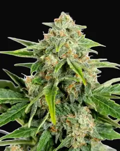 Amnesia CBD Pure Auto