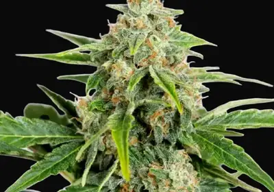 Amnesia CBD Pure Auto