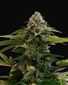 Amnesia Dream XL Auto