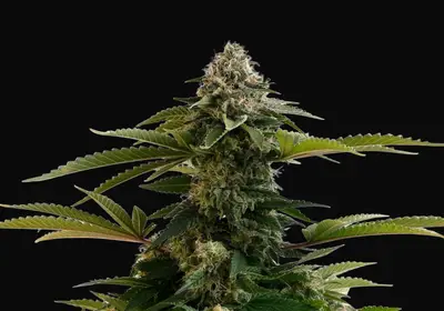 Amnesia Dream XL Auto