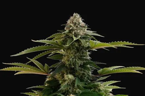 Amnesia Dream XL Auto