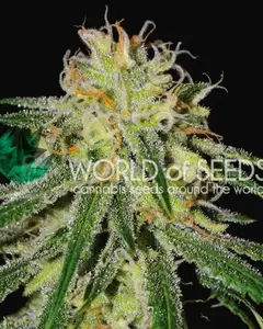 Amnesia Early Harvest