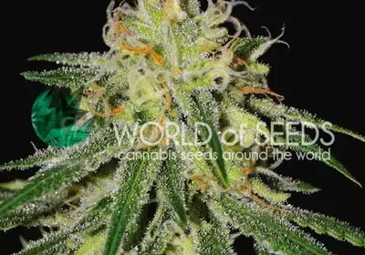 Amnesia Early Harvest