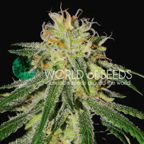 Amnesia Early Harvest