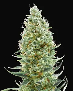 Amnesia Fast