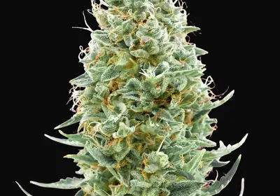 Amnesia Fast