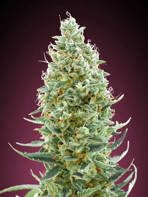 Amnesia Fast