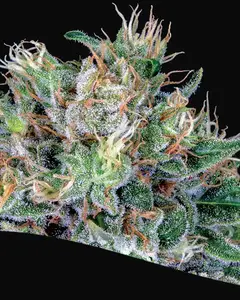 Amnesia Flash
