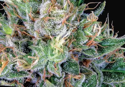 Amnesia Flash