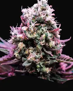 Amnesia Flash Auto