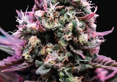 Amnesia Flash Auto