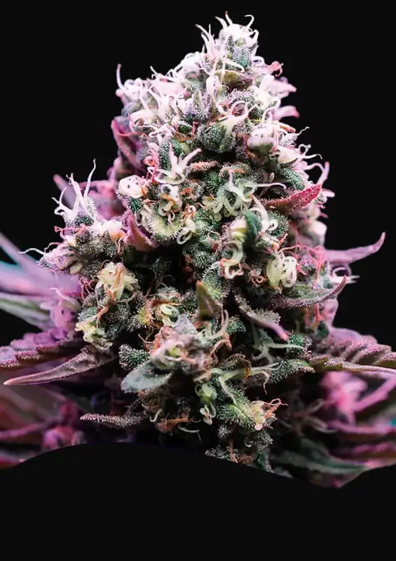 Amnesia Flash Auto