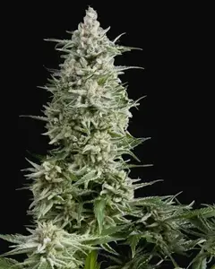 Amnesia Gold