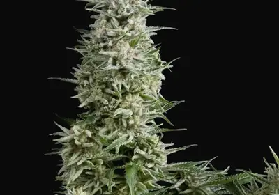 Amnesia Gold