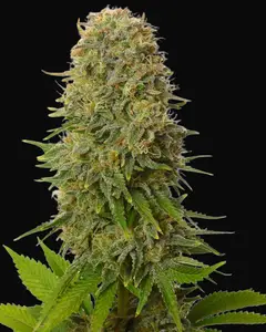 Amnesia Haze