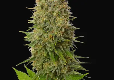 Amnesia Haze