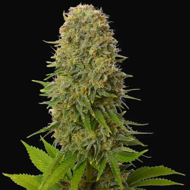 Amnesia Haze