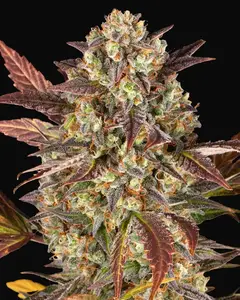 Amnesia Haze Auto