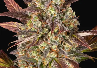 Amnesia Haze Auto