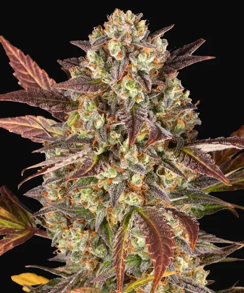 Amnesia Haze Auto