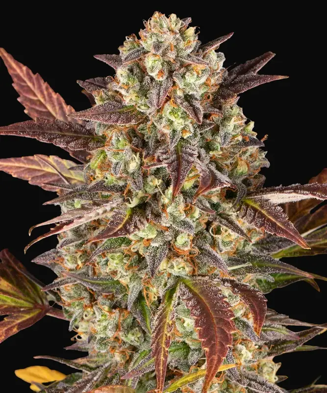 Amnesia Haze Auto