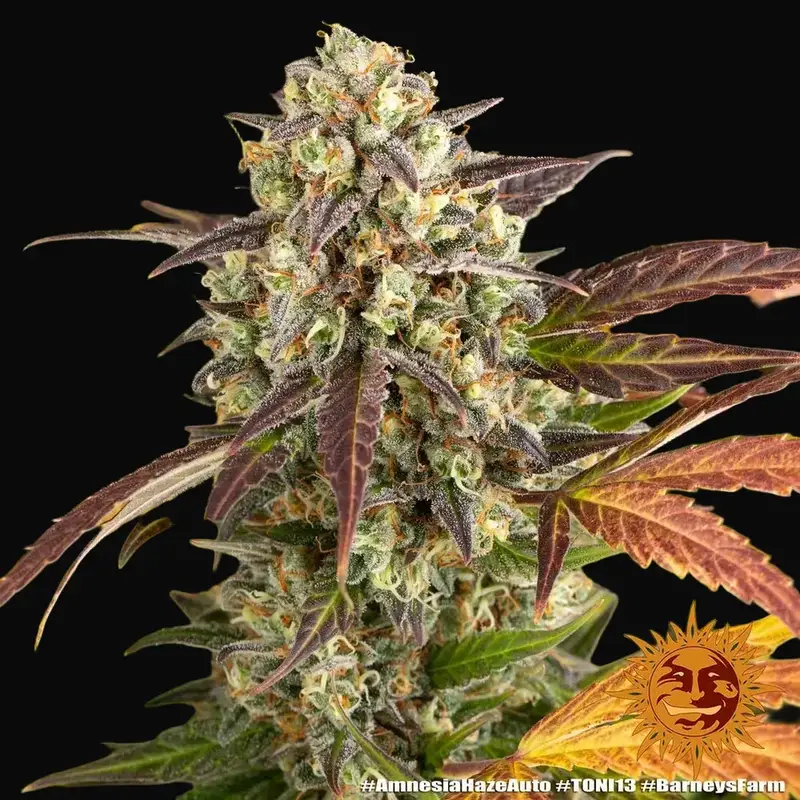 Amnesia Haze Auto — zdjęcie 3