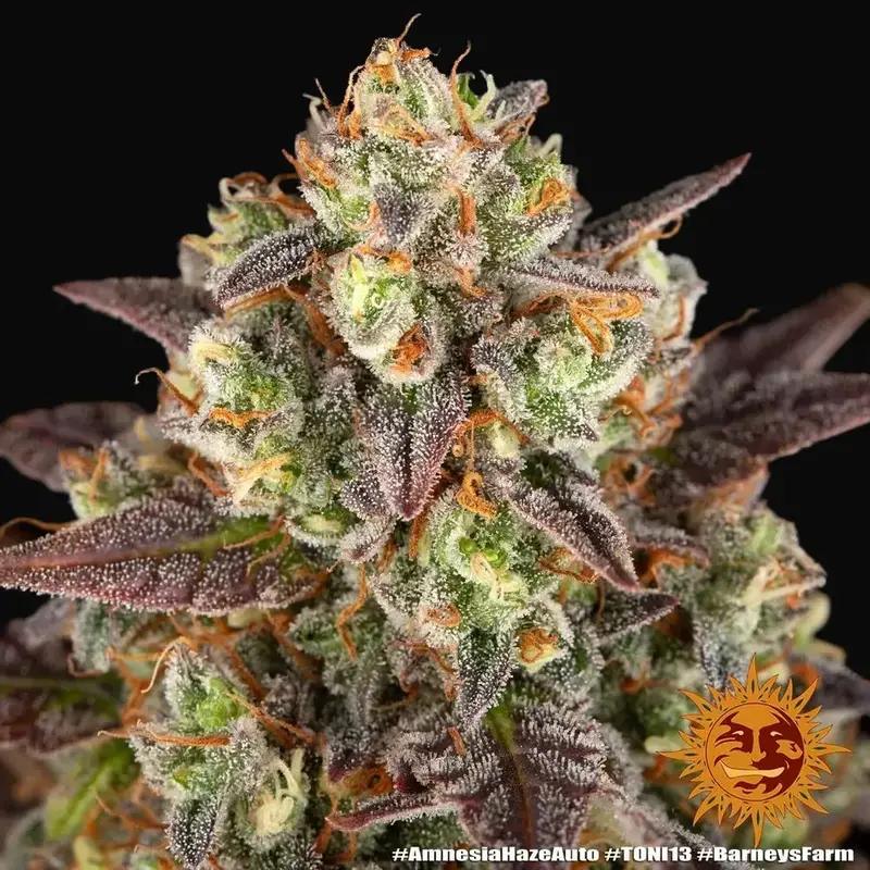 Amnesia Haze Auto — zdjęcie 4